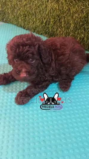 1-3 months Male Purebred Poodle