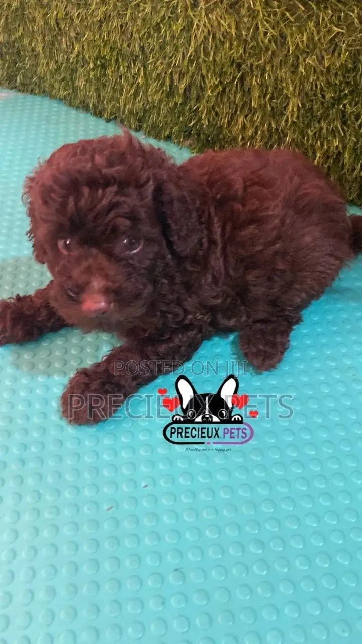 1-3 months Male Purebred Poodle