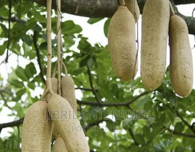 Kigelia Africana Fruits Powder, Sausage Fruit Powder