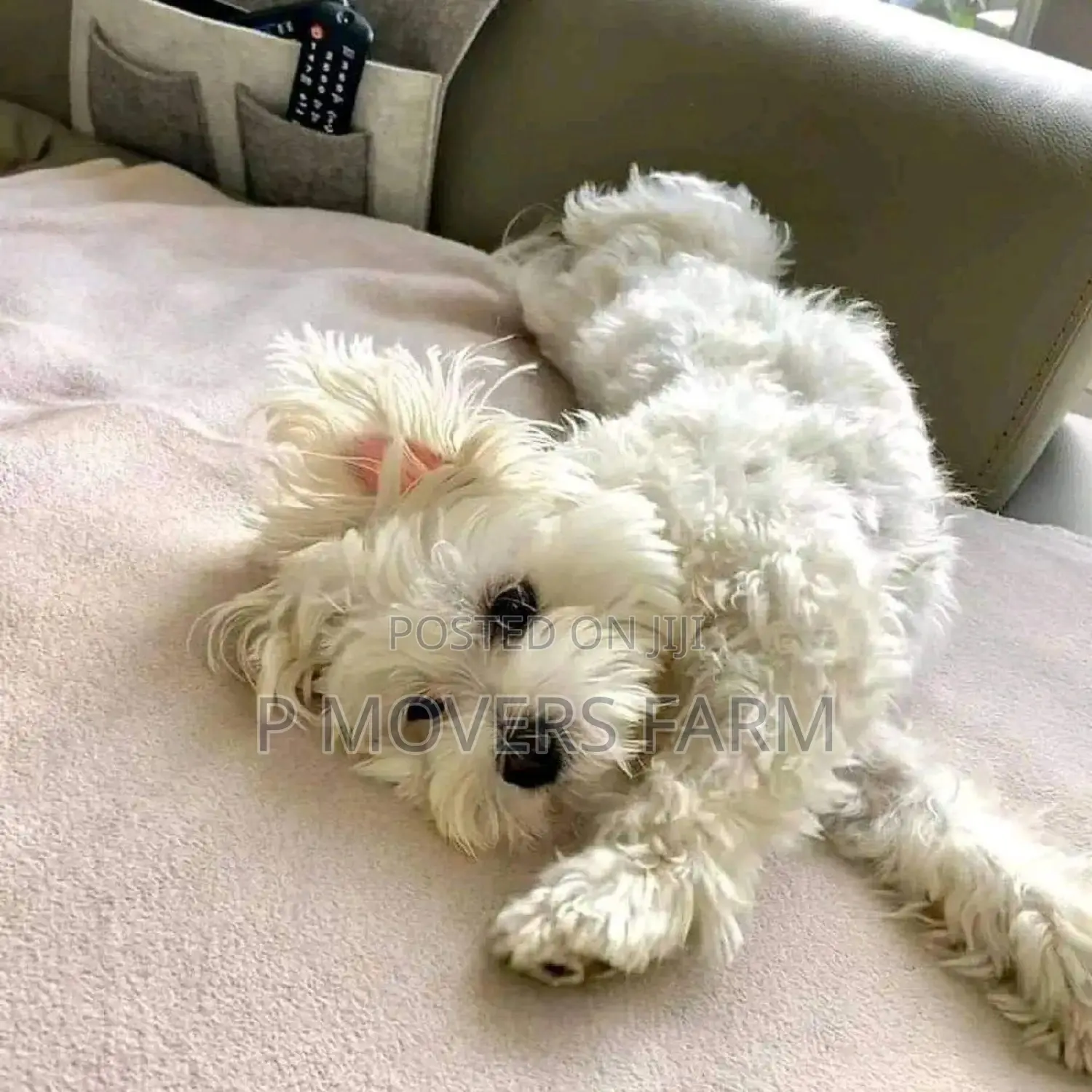 1-3 months Male Purebred Maltese