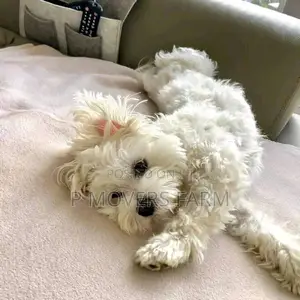 1-3 months Male Purebred Maltese