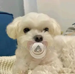 1-3 months Male Purebred Maltese