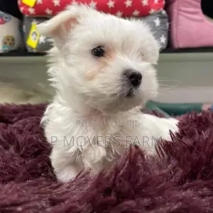 1-3 months Male Purebred Maltese