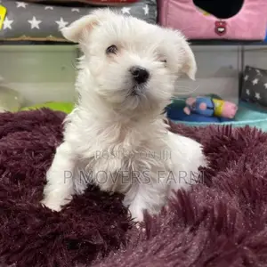 1-3 months Female Purebred Maltese