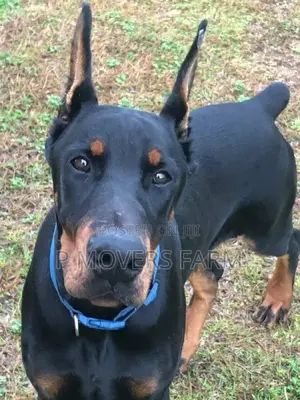1-3 months Male Purebred Doberman Pinscher