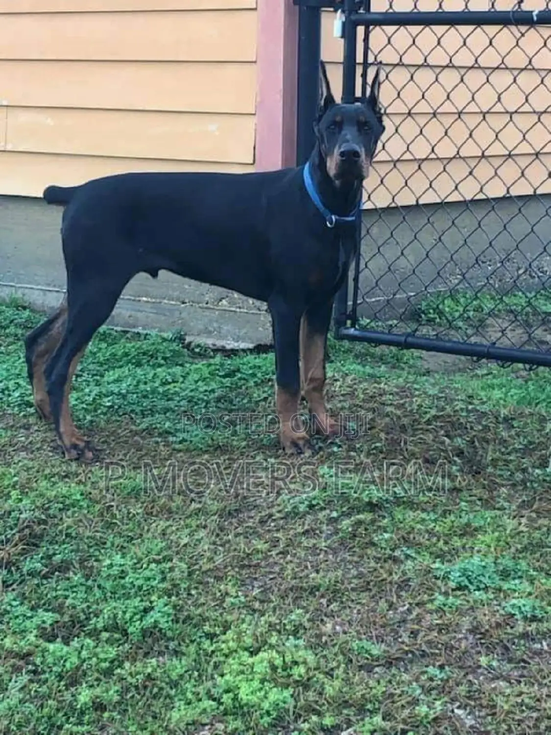1-3 months Male Purebred Doberman Pinscher