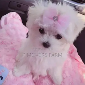 1-3 months Male Purebred Bichon Frise
