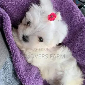 3-6 months Male Purebred Maltese