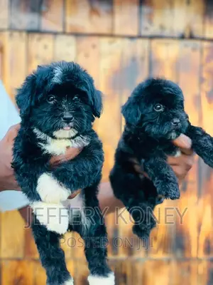 1-3 months Male Purebred Poodle
