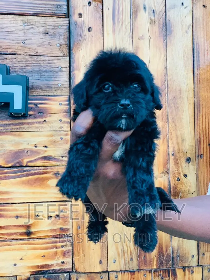 1-3 months Male Purebred Poodle