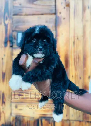 1-3 months Male Purebred Poodle