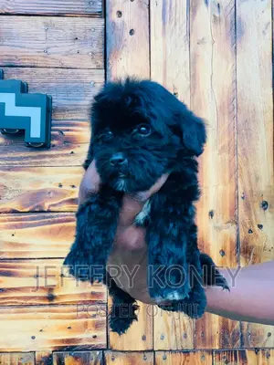 1-3 months Male Purebred Poodle