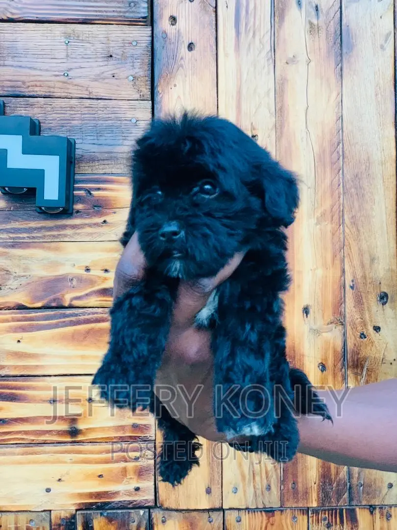 1-3 months Male Purebred Poodle