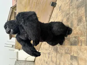 Gorrila Outfit