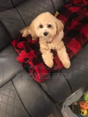 1-3 months Male Purebred Maltese