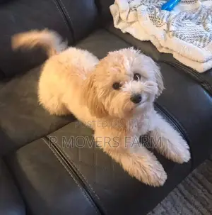 1-3 months Male Purebred Poodle