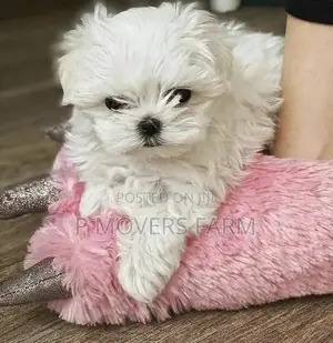 1-3 months Male Purebred Maltese