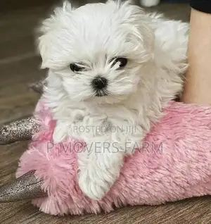 1-3 months Male Purebred Maltese