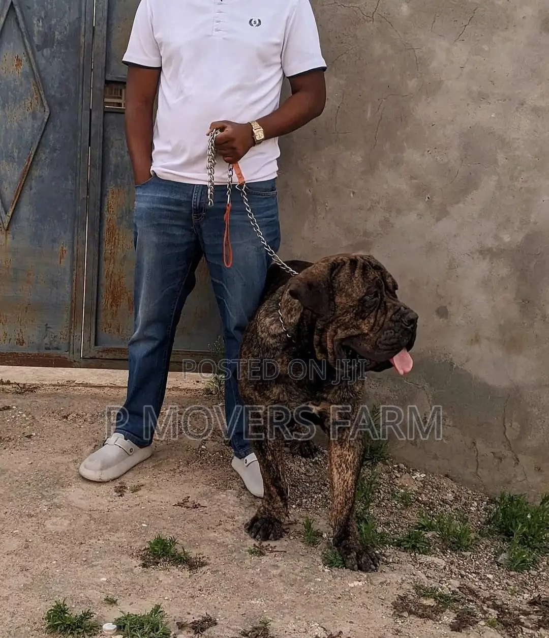 1-3 months Male Purebred Boerboel