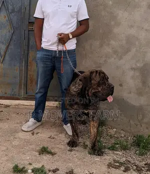 1-3 months Male Purebred Boerboel