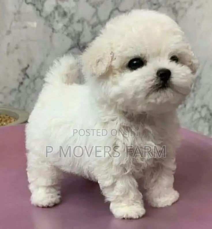 1-3 months Male Purebred Maltese