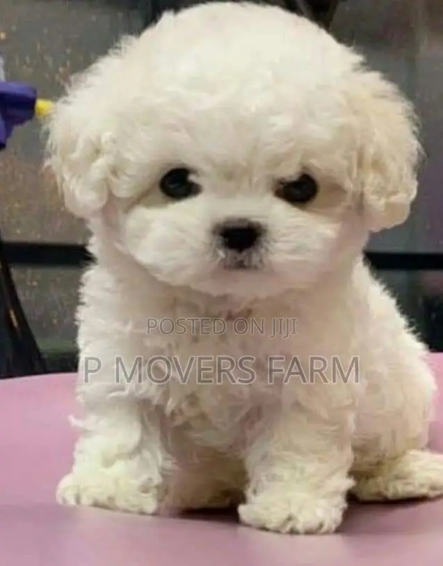 3-6 months Female Purebred Poodle