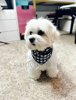 1-3 months Male Purebred Poodle