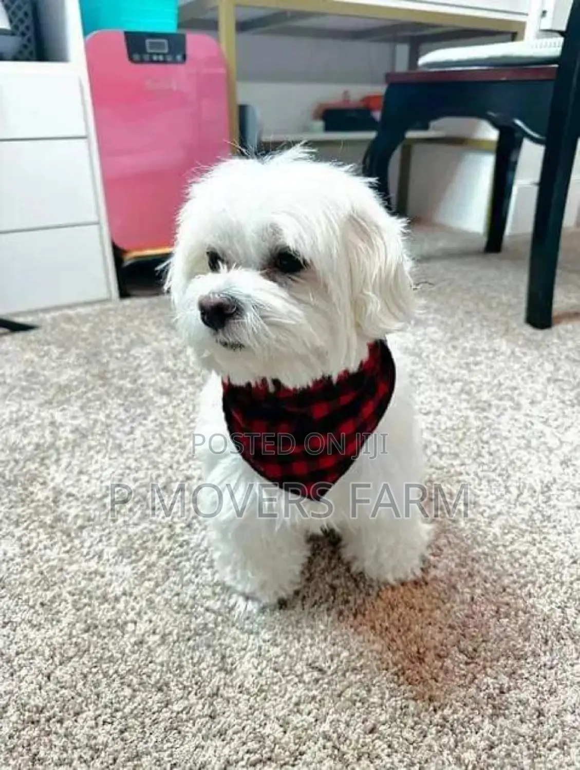 1-3 months Male Purebred Maltese