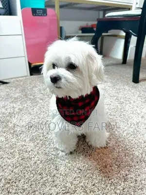 1-3 months Male Purebred Maltese