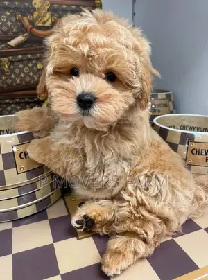1-3 months Male Purebred Maltese