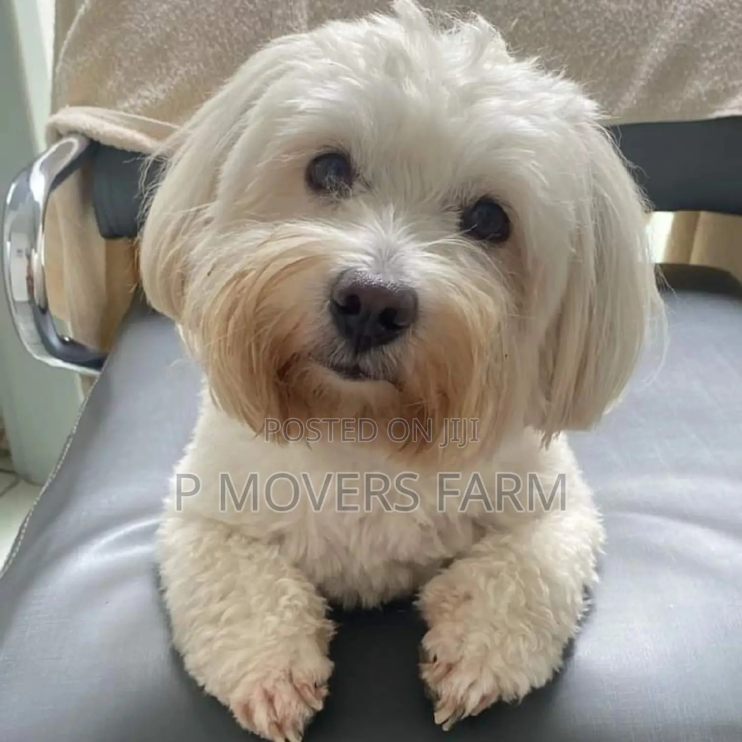 1-3 months Male Purebred Poodle