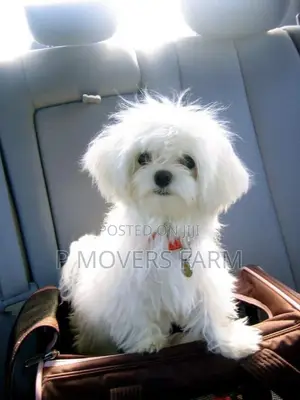 1-3 months Male Purebred Maltese