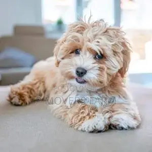1-3 months Male Purebred Poodle