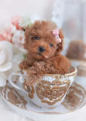 1-3 months Male Purebred Lhasa Apso