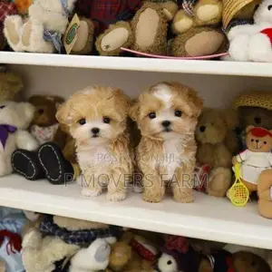 1-3 months Male Purebred Lhasa Apso