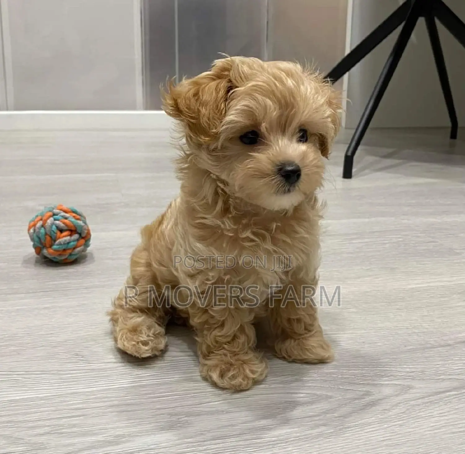 1-3 months Male Purebred Poodle