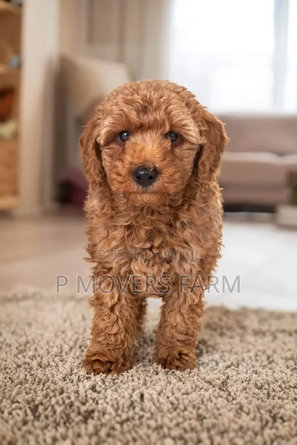 1-3 months Male Purebred Poodle