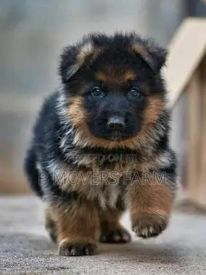 3-6 months Female Purebred German Shepherd