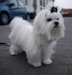 1-3 months Male Purebred Maltese