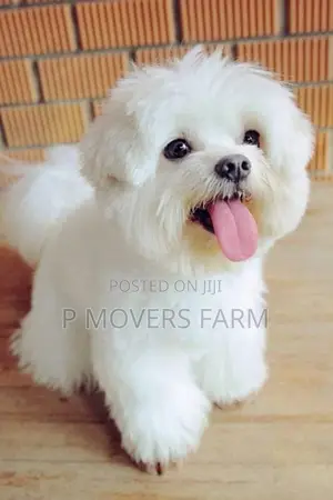 1-3 months Female Purebred Poodle