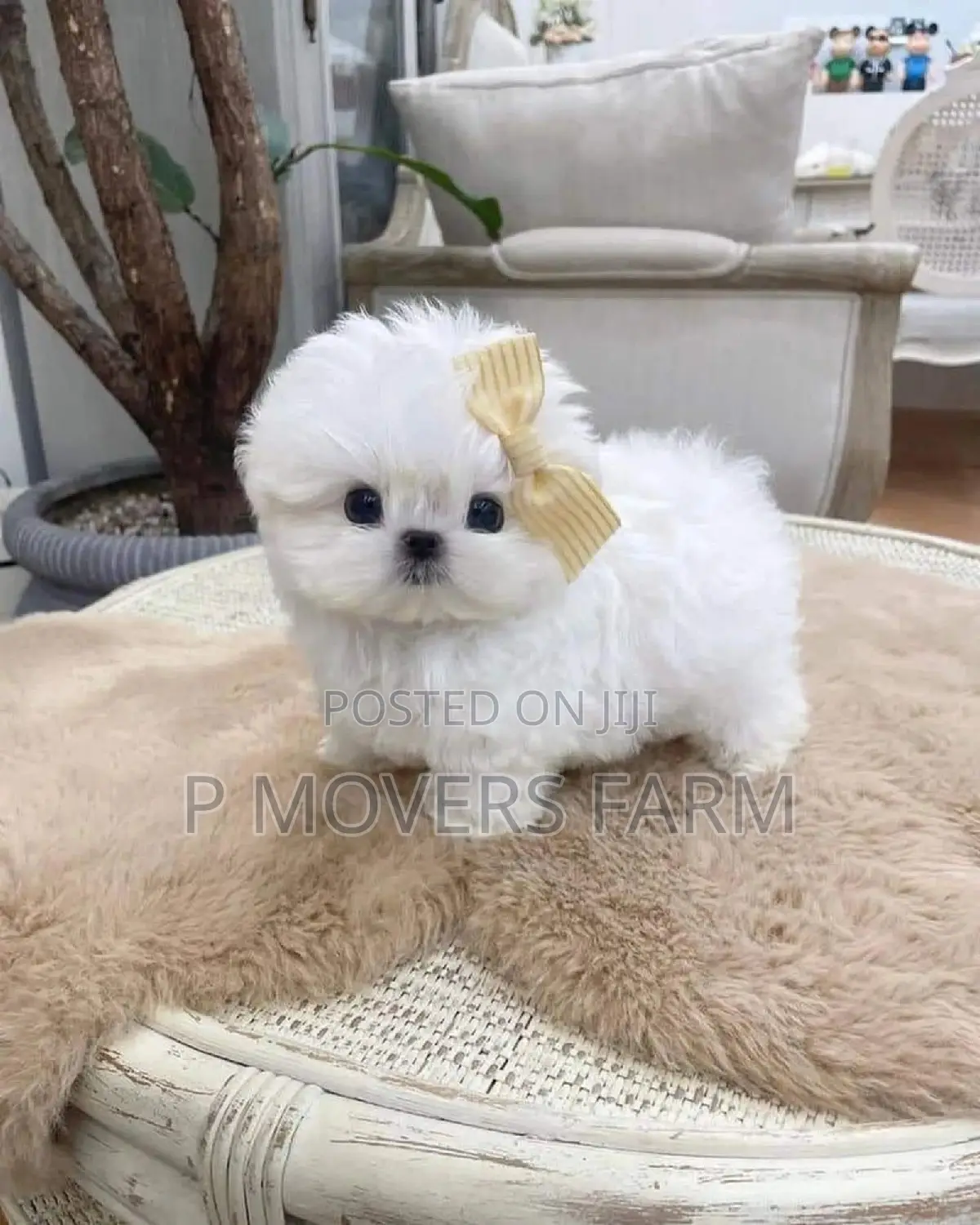 1-3 months Male Purebred Maltese