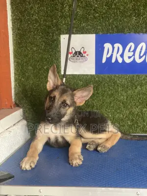 1-3 months Male Purebred German Shepherd
