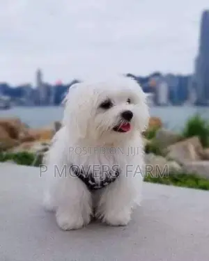 1-3 months Male Purebred Poodle