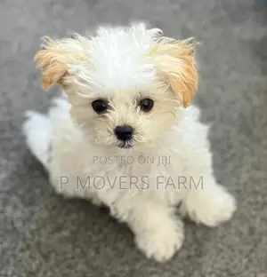 1-3 months Male Purebred Poodle