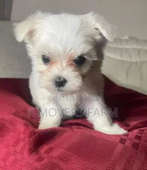 1-3 months Female Purebred Maltese