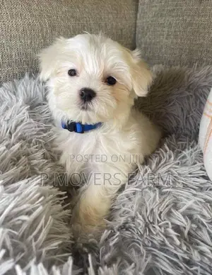 1-3 months Male Purebred Maltese