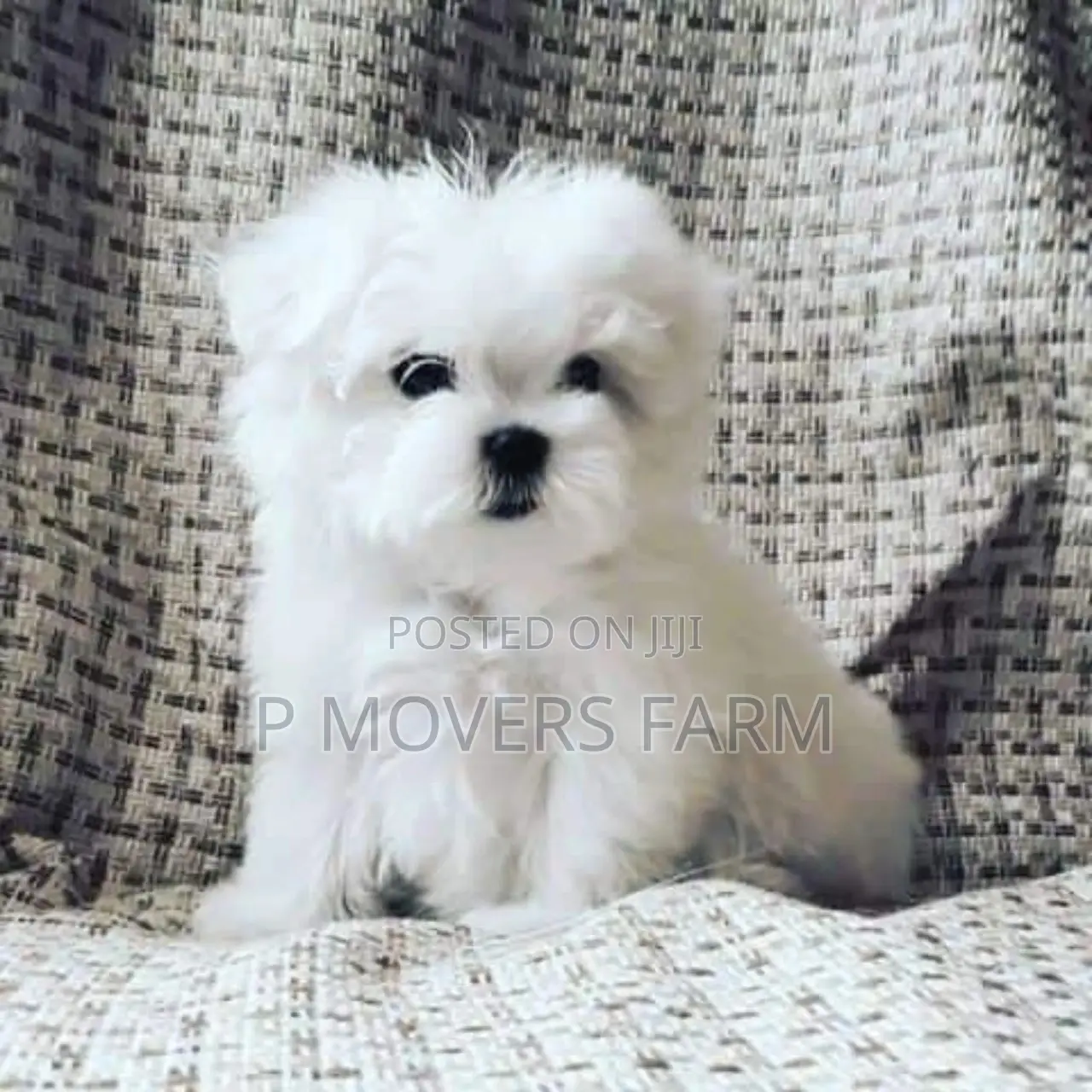 1-3 months Male Purebred Poodle
