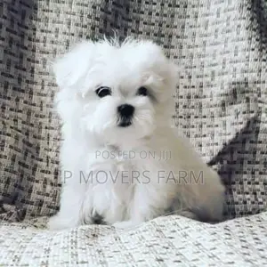 1-3 months Male Purebred Poodle