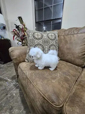1-3 months Male Purebred Maltese