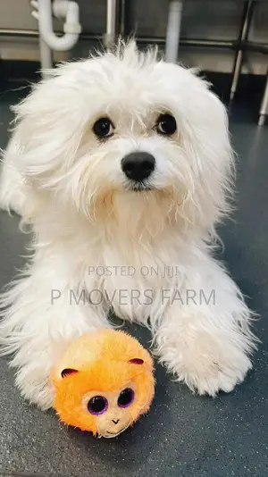 1-3 months Male Purebred Maltese